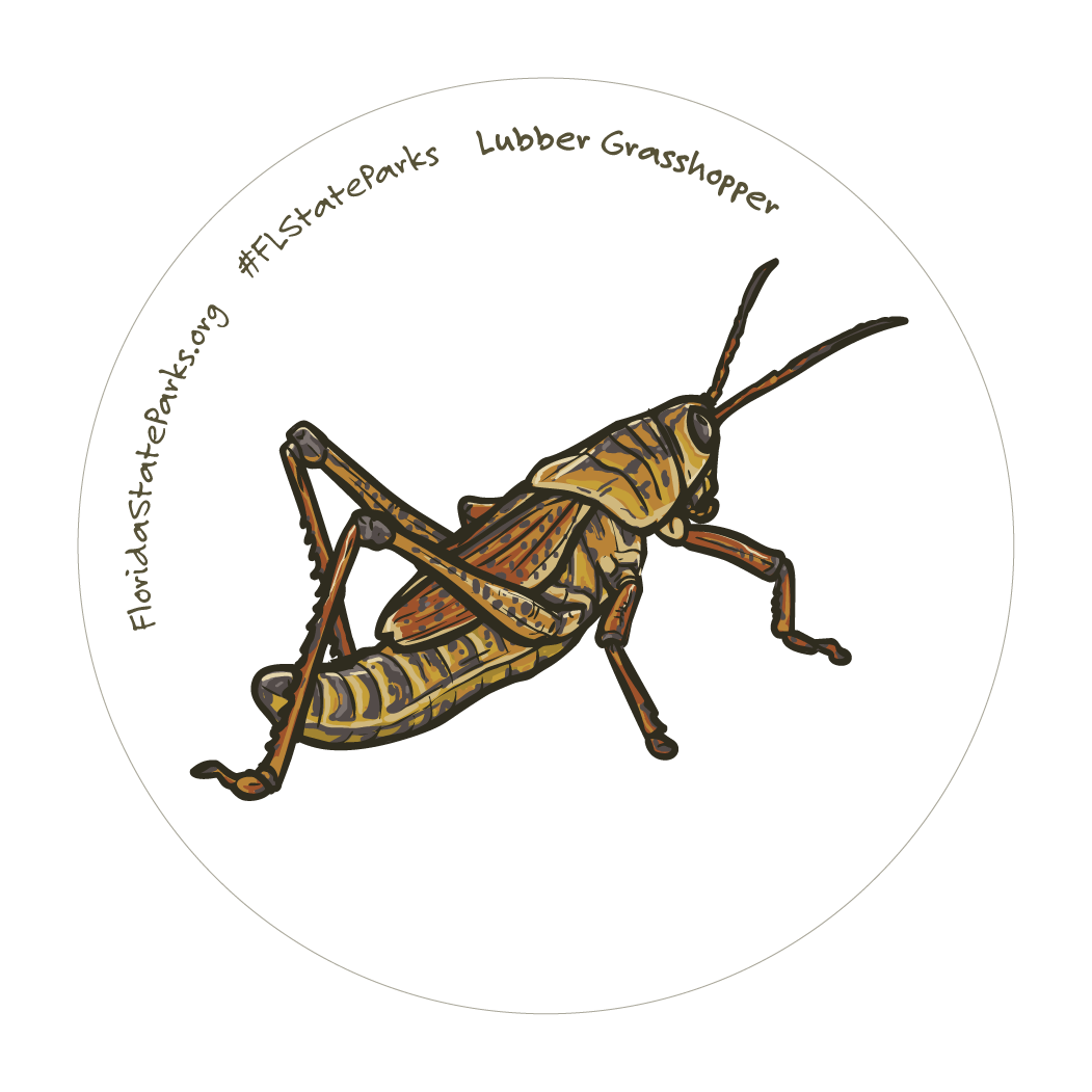 Lubber Grasshopper